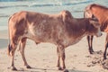 Cow at Little Vagator Beach, North Goa, India Royalty Free Stock Photo