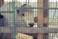 The cow lives in a cage at the zoo. Royalty Free Stock Photo