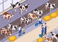 Cow Livestock Veterinary Composition