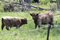 Cow, Long Shaggy Hair