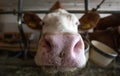 Cow lookin in the Camera. Curious Cow in the Barn. Cow Nose Royalty Free Stock Photo