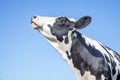 Cow looking arrogant with her chin raised high, head in the air and blue background