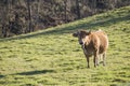 Cow looking at the camera in the field. space for copy and text Royalty Free Stock Photo