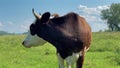 Cow looking into camera and sniffing it. Cow grazing on the green meadow in a sunny day. Farming concept Royalty Free Stock Photo