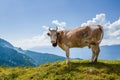 Cow looking at camera in Swiss Alps near Bachsee Royalty Free Stock Photo