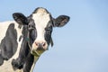 Cow looking friendly, curious, pink nose, medium shot and a blue sky Royalty Free Stock Photo