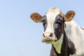 Cow looking friendly, pink nose, medium shot in front of a blue sky Royalty Free Stock Photo