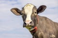 Cow looking friendly, portrait of a handsome brown bovine, gentle pink nose, medium shot in front of a blue sky Royalty Free Stock Photo