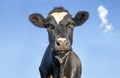 Cow looking friendly, portrait of a mature and calm cow, gentle look, pink nose, medium shot of a black-and-white cow, and a blue Royalty Free Stock Photo