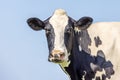 Cow looking friendly, portrait of a mature and mottled bovine, medium shot in front of a blue sky Royalty Free Stock Photo