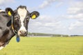 Cow looking at left side, a blue sky, head looking at camera, standing , black and white Royalty Free Stock Photo