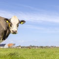 Cow looking at left side, in a country landscape, a blue sky, looking at camera, standing, brown and white, copy space Royalty Free Stock Photo