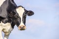 Cow looking at left side, head around the corner, background a blue sky Royalty Free Stock Photo