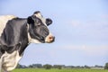 Cow looking at left side, head around the corner, a blue sky