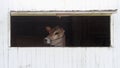 Cow Looking Out of Barn Window Royalty Free Stock Photo