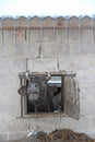 Cow looking out and screaming out of cattle-shed window Royalty Free Stock Photo