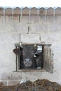 Cow looking out from window of shed on brick wall Royalty Free Stock Photo