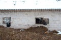 Cow looking out from window of shed on brick wall Royalty Free Stock Photo