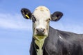 Cow looking, portrait of a mature and calm bovine, close shot of a black-and-white in front of a blue sky Royalty Free Stock Photo