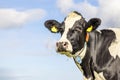 Cow looking at right side, head around the corner, a blue sky, looking at camera, black and white Royalty Free Stock Photo