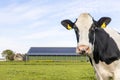 Cow looking at right side, head around the corner, a blue sky, farm and barn background, looking at camera, black and white Royalty Free Stock Photo