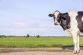 Cow looking at right side, welcome standing in a green pasture, in the background landscape and a blue sky Royalty Free Stock Photo