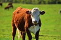 Cow looking straight into camera Royalty Free Stock Photo