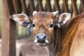 Cow while looking at you Royalty Free Stock Photo