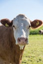 Cow looks into camera - portrait cattle