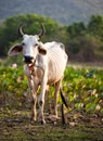 Cow on the lotus field