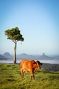 A Cow with a Lovely View Royalty Free Stock Photo