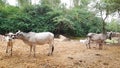 A Cow Is Loving Her Calf And Another Cow Is Suckling the Calf Royalty Free Stock Photo