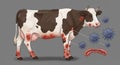 Cow with Lumpy Skin Disease Symptoms and Virus Illustration Royalty Free Stock Photo