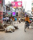 A cow lying on a busy street in Varanasi, Indiaa.