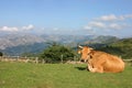 Cow lying down Royalty Free Stock Photo