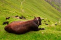 Cow lying down on alpine pasture Royalty Free Stock Photo