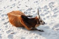 Cow lying down on beach in India Royalty Free Stock Photo