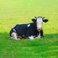 Cow lying down on green grass. Cattle in a field Royalty Free Stock Photo