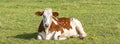 Cow lying down relaxed and happy, red and white mottled in the middle of a meadow Royalty Free Stock Photo