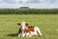 Cow lying down relaxed and happy, red with white spotted in the middle of a meadow Royalty Free Stock Photo