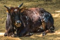 Cow lying down in the sand Royalty Free Stock Photo