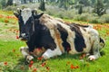 Cow lying on the grass in blooming anemones, Israel in a watercolor style