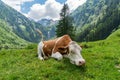 Cow is lying on grass in meadow in Alps in Austria. Royalty Free Stock Photo