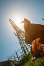 A cow is lying on a green meadow in an apple orchard against the background of a power line of a substation, a sunny day Royalty Free Stock Photo