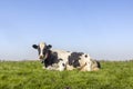 Cow lying happy in green grass, relaxing in the meadow, seen from the front under a blue sky  and with copy space Royalty Free Stock Photo