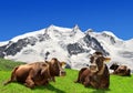 Cow lying on the meadow Royalty Free Stock Photo