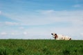 Cow lying on meadow Royalty Free Stock Photo