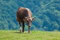Cow lying in the meadow. In background of Swiss Royalty Free Stock Photo
