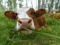 Cow lying on the meadow Royalty Free Stock Photo