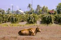 A cow lying in a meadow near the pitahaya plantation